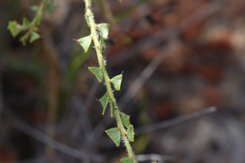 Acacia phlebopetala photo 3