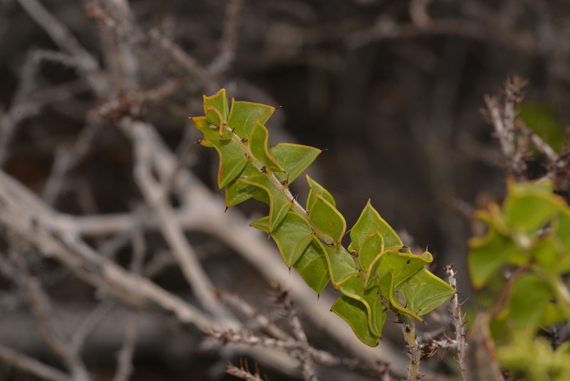 Acacia phlebopetala photo 4
