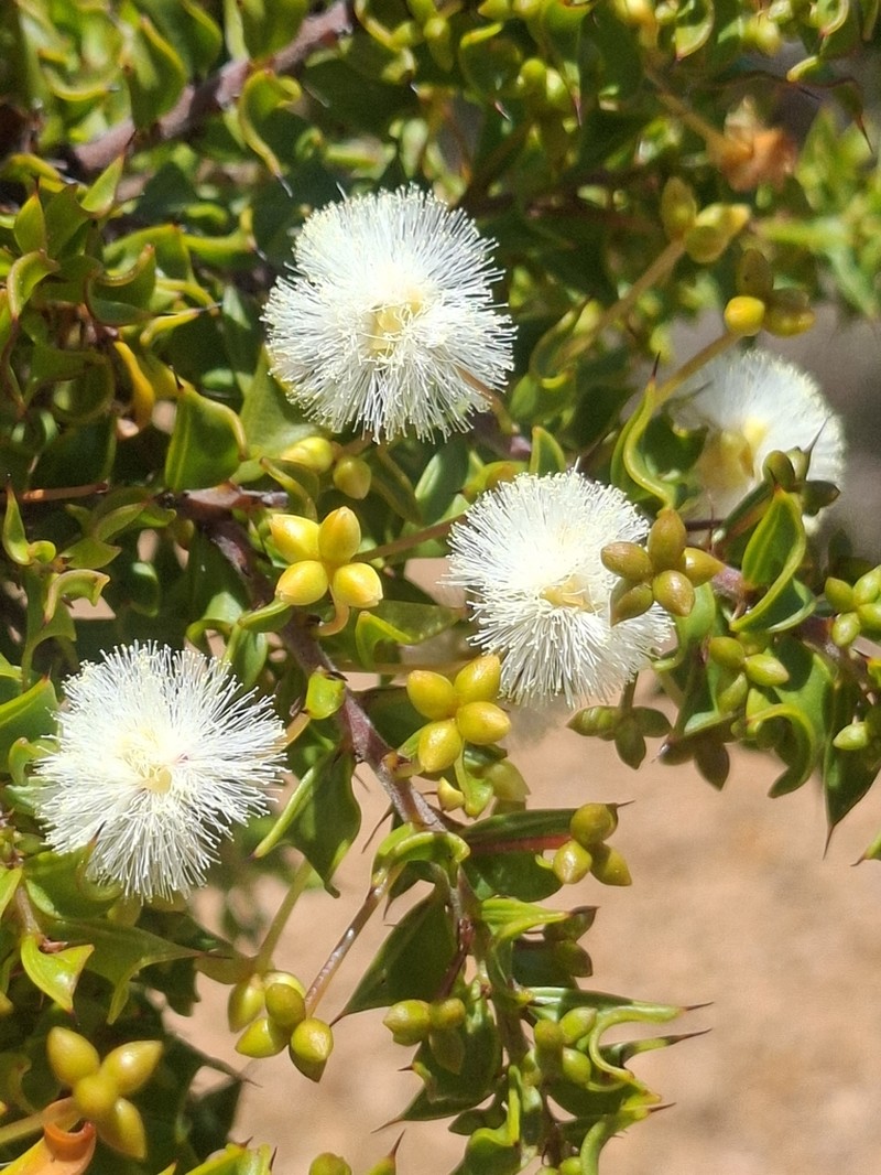 Acacia phlebopetala photo 5