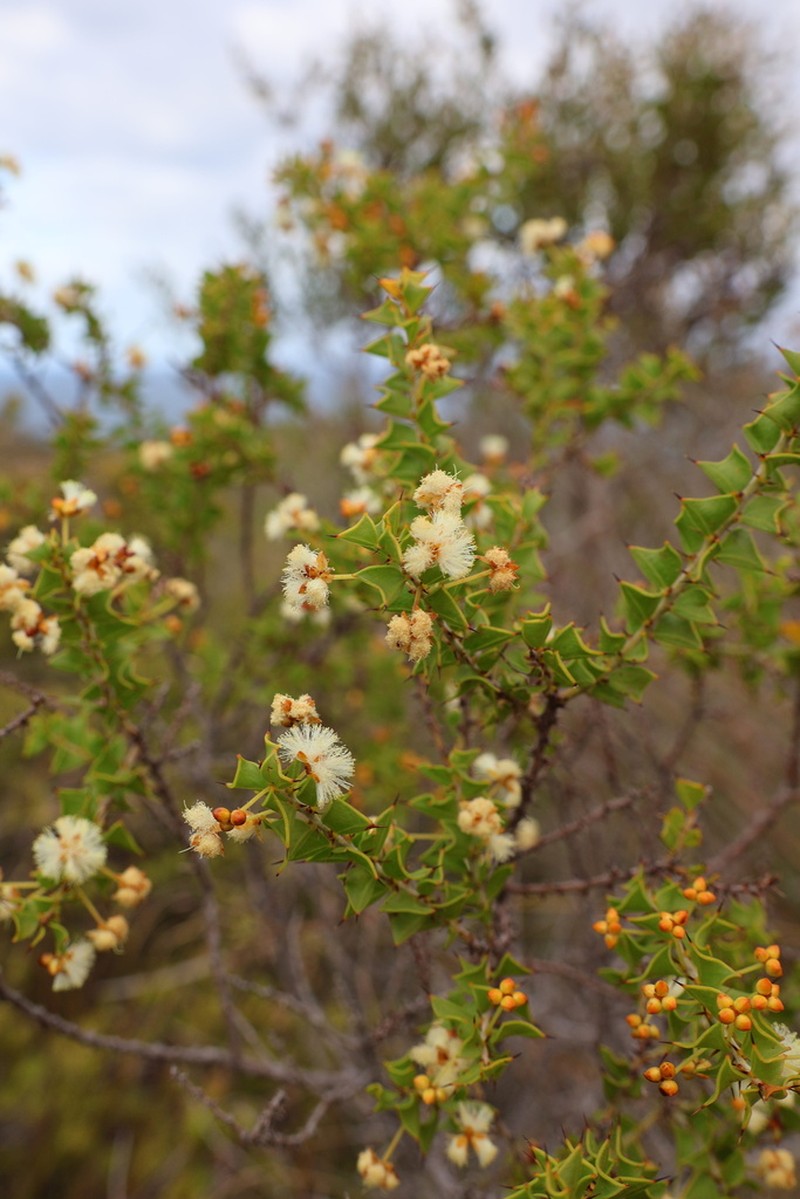 Acacia phlebopetala photo 6