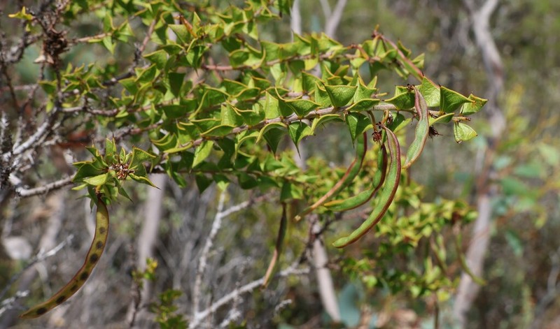 Acacia phlebopetala photo 7