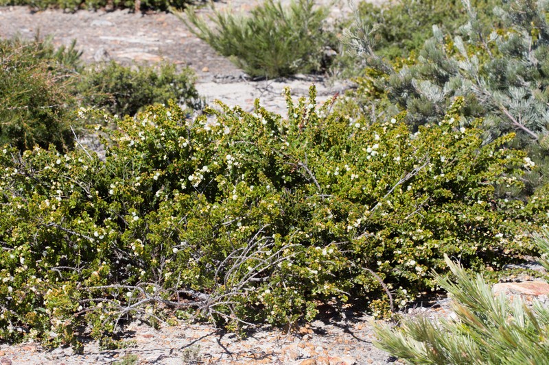 Acacia phlebopetala photo 8
