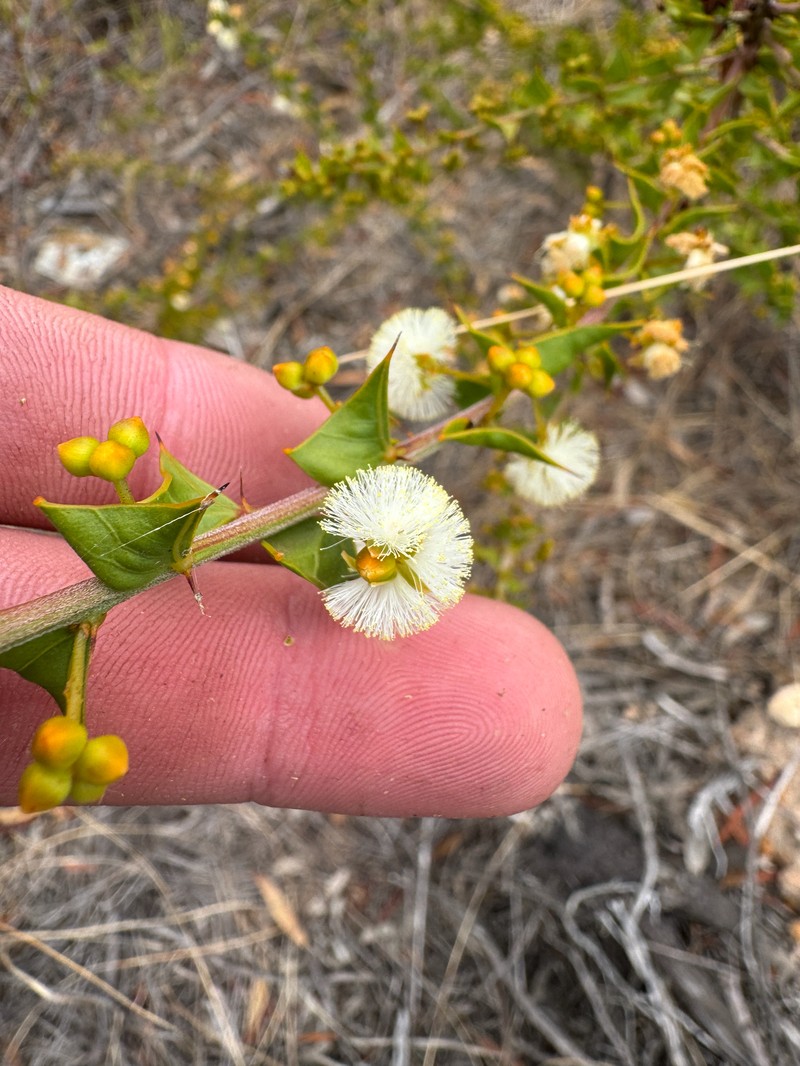 Acacia phlebopetala var. phlebopetala photo 3
