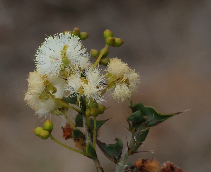 Acacia phlebopetala var. phlebopetala photo 4