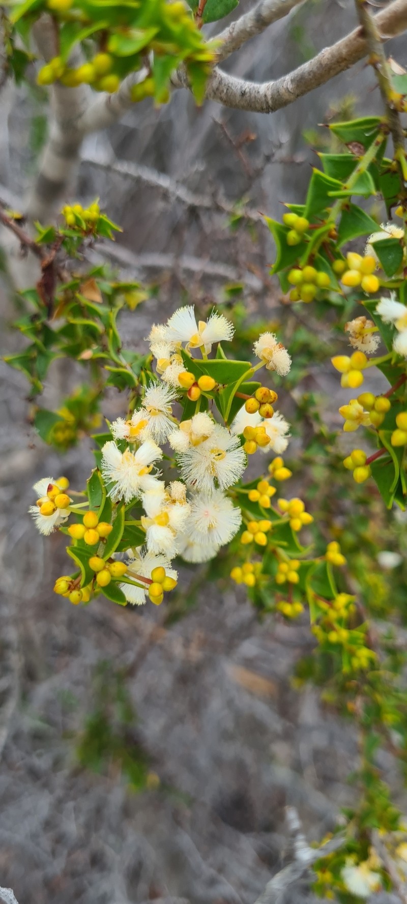 Acacia phlebopetala var. phlebopetala photo 6
