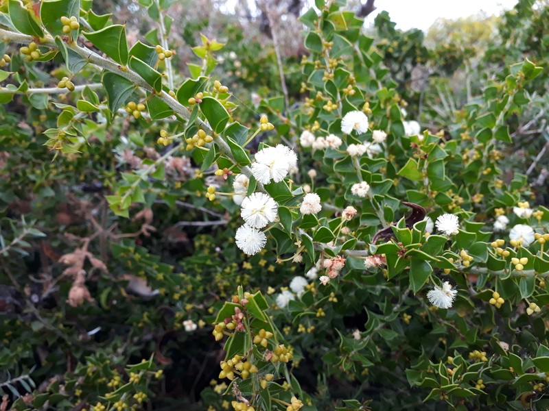 Acacia phlebopetala var. phlebopetala photo 7