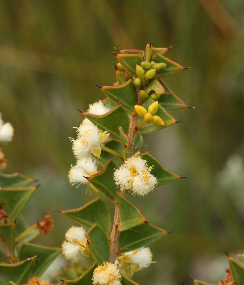 Acacia phlebopetala var. phlebopetala photo 8