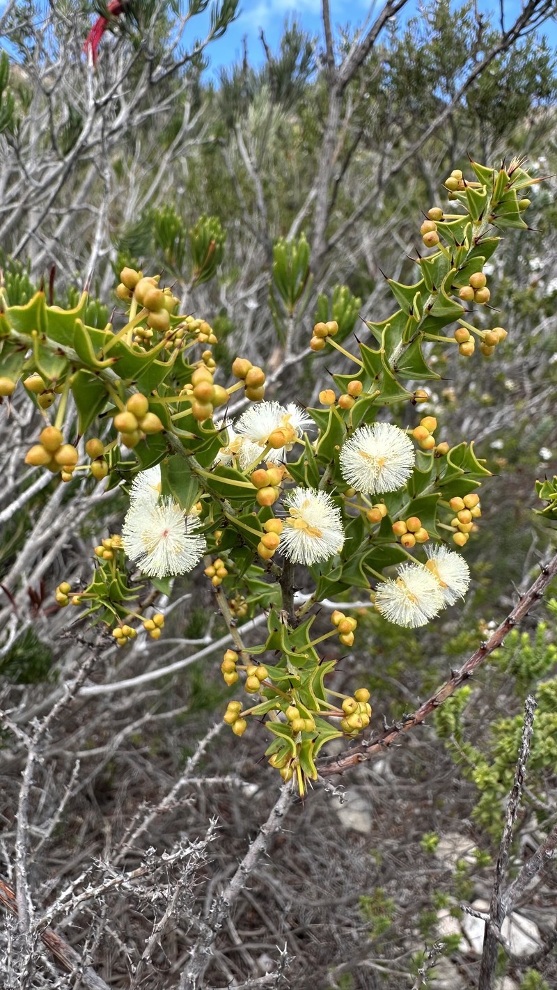 Acacia phlebopetala var. phlebopetala