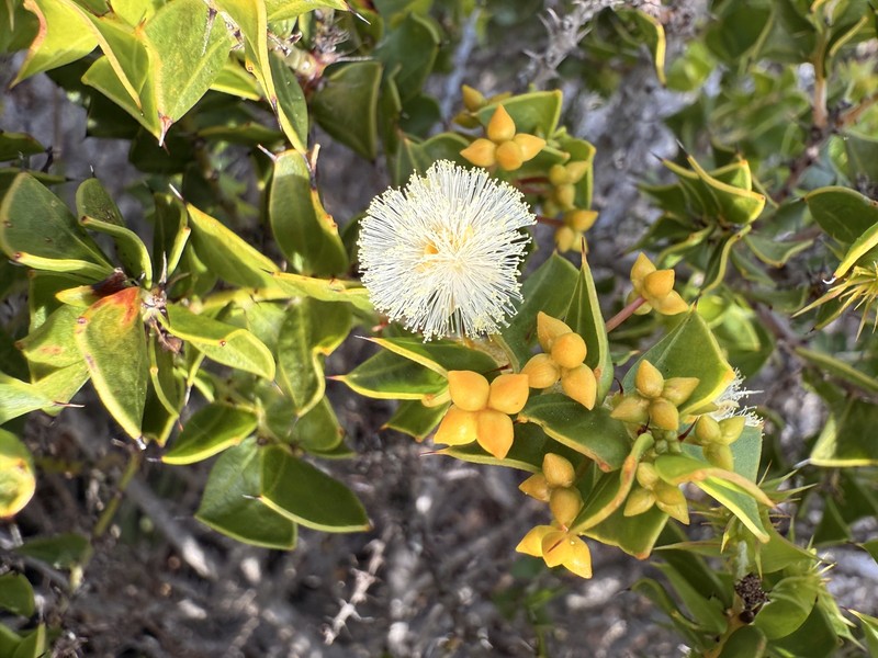 Acacia phlebopetala var. phlebopetala photo 2