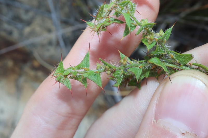 Acacia phlebopetala var. pubescens