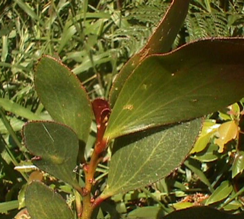 Acacia phlebophylla