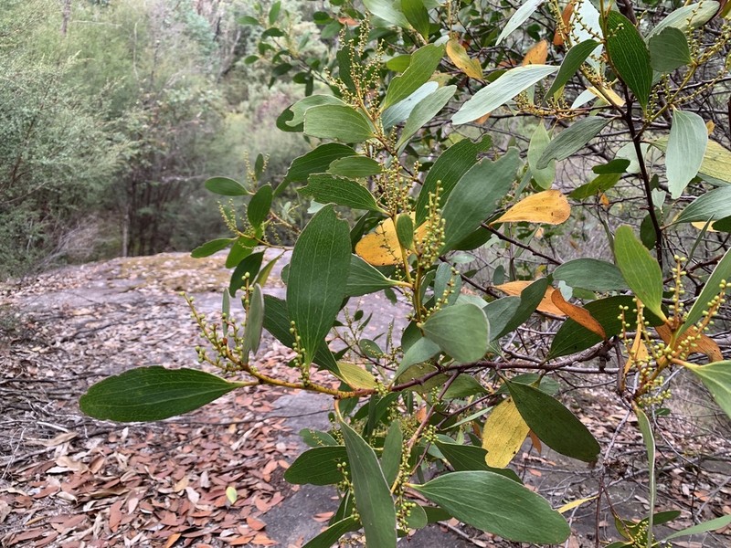 Acacia phlebophylla photo 2