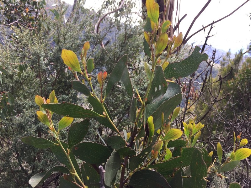 Acacia phlebophylla photo 3