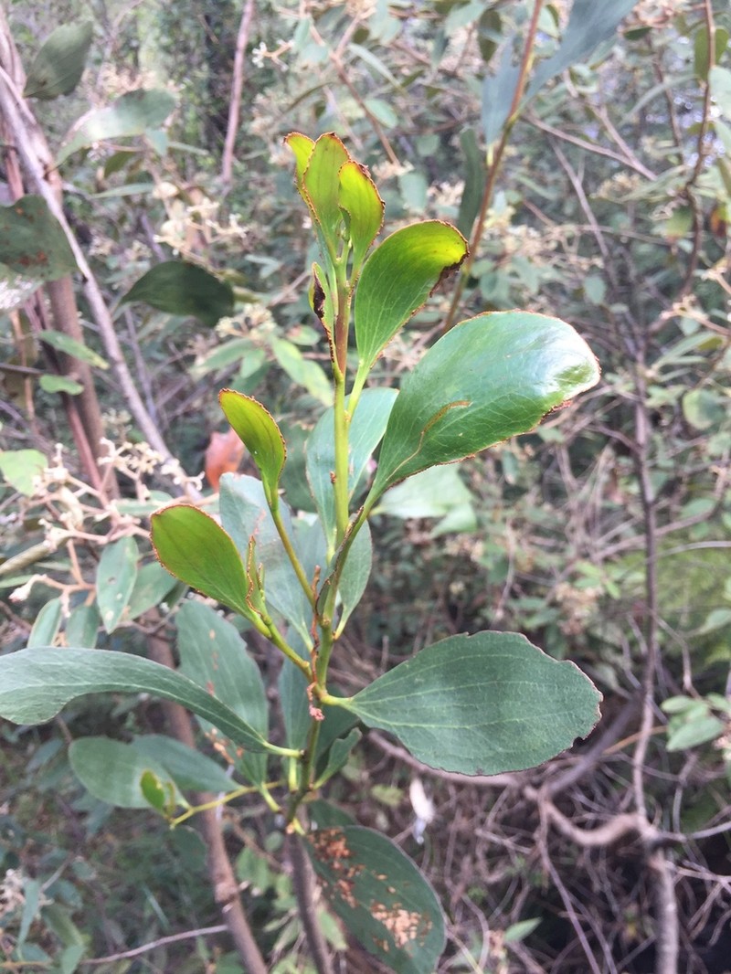 Acacia phlebophylla photo 4