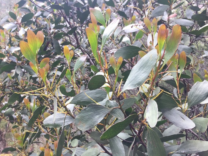 Acacia phlebophylla photo 5