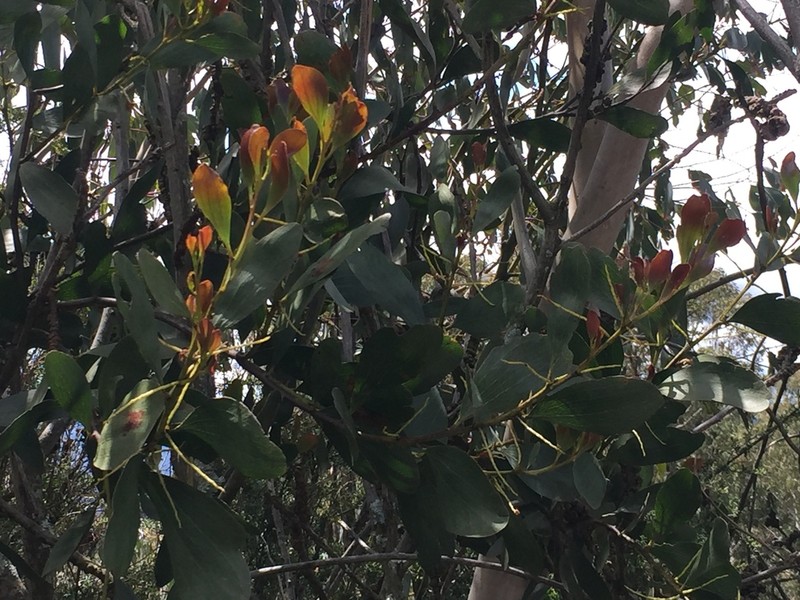 Acacia phlebophylla photo 6