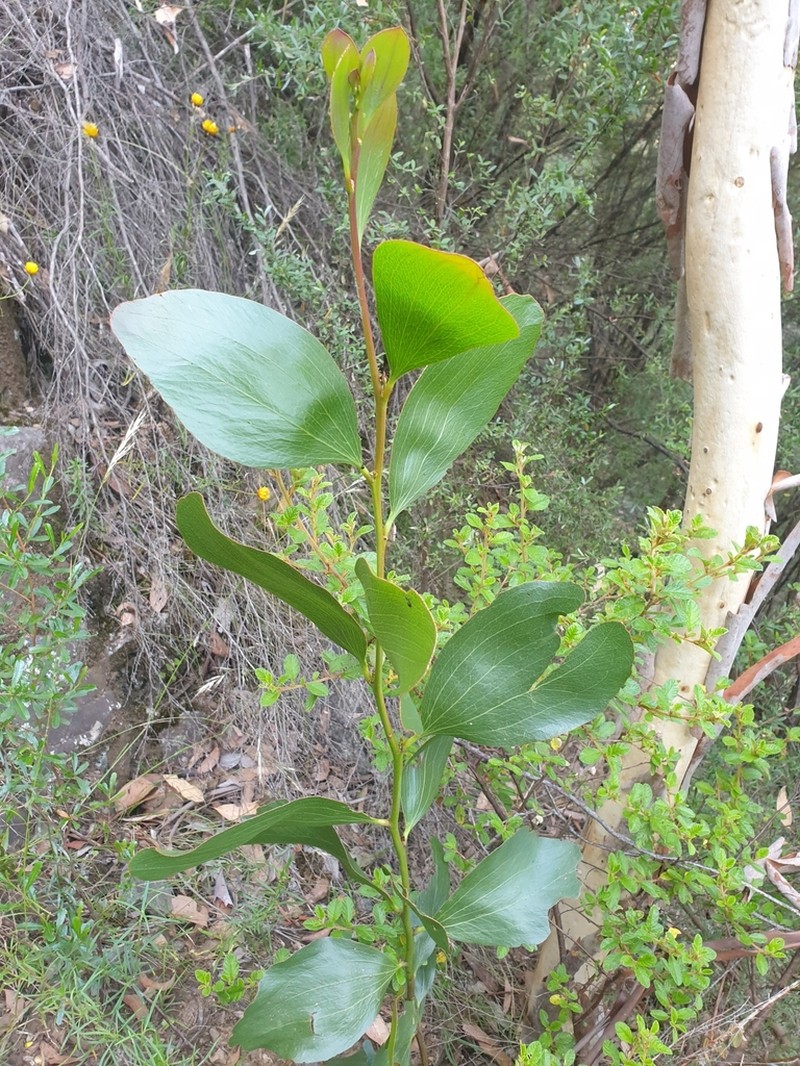 Acacia phlebophylla photo 7