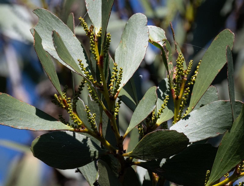 Acacia phlebophylla photo 8