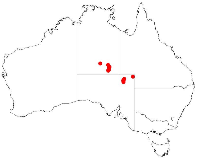 Acacia pickardii