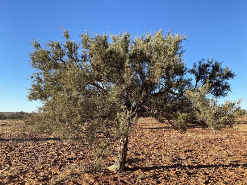 Acacia pickardii photo 2