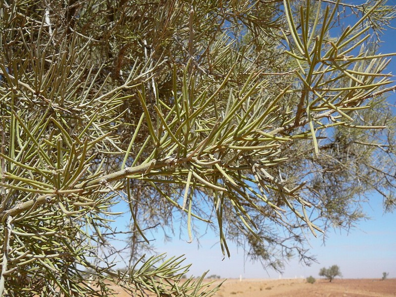 Acacia pickardii photo 3