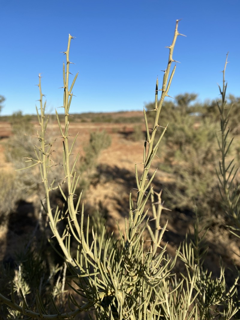 Acacia pickardii photo 4