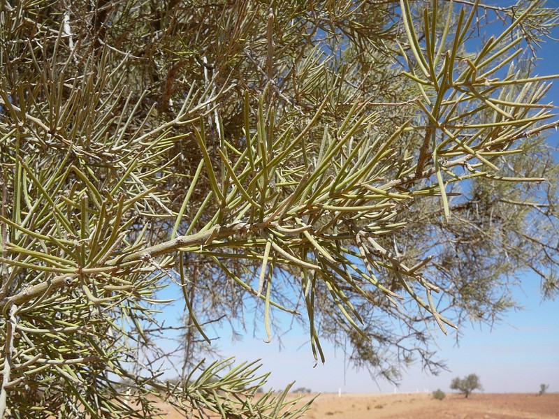 Acacia pickardii photo 5