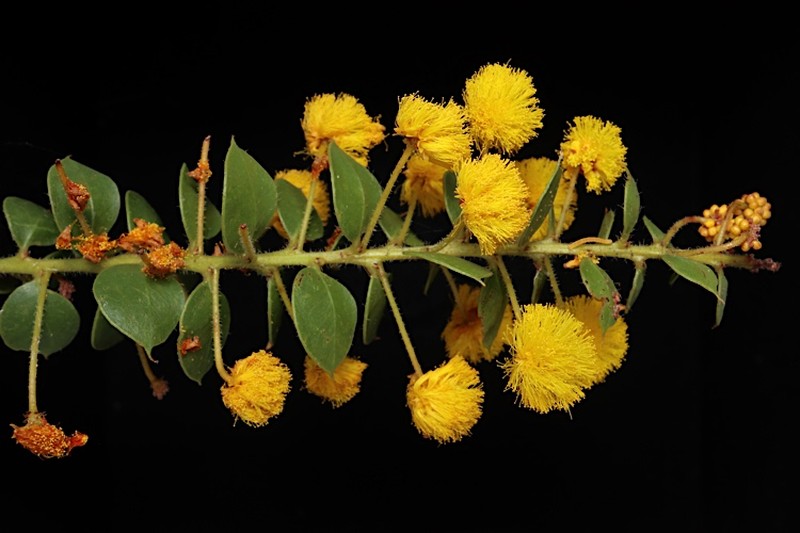 Acacia piligera