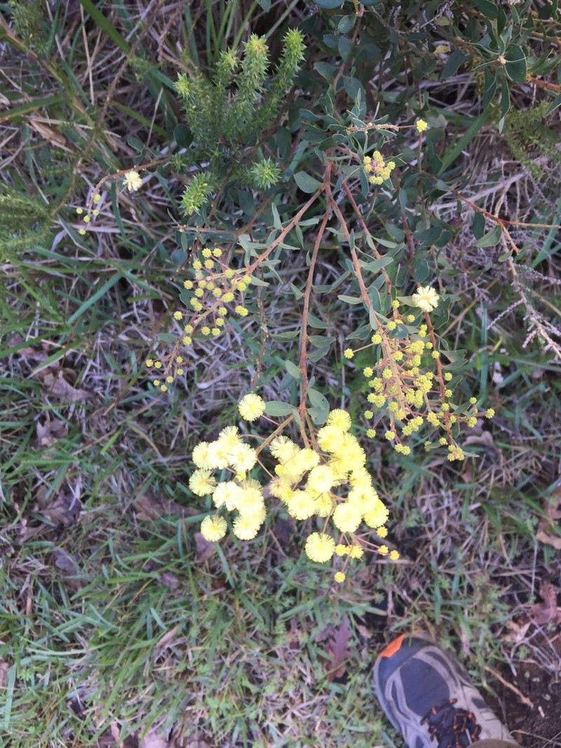 Acacia piligera photo 2