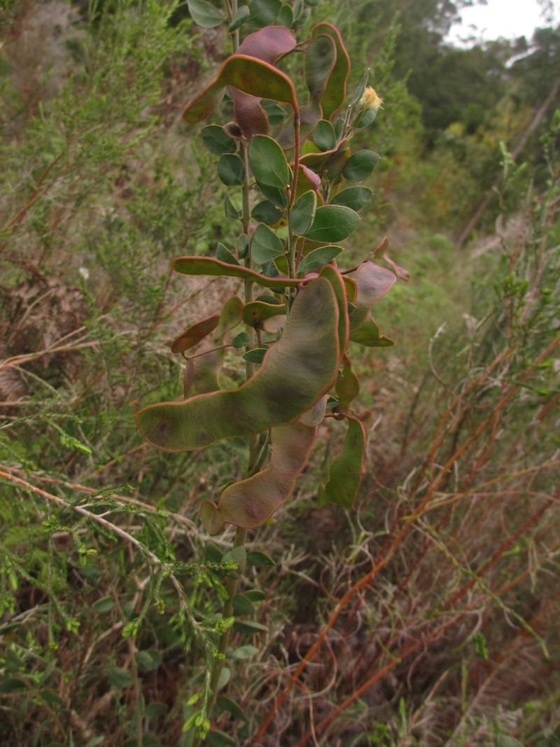 Acacia piligera photo 4