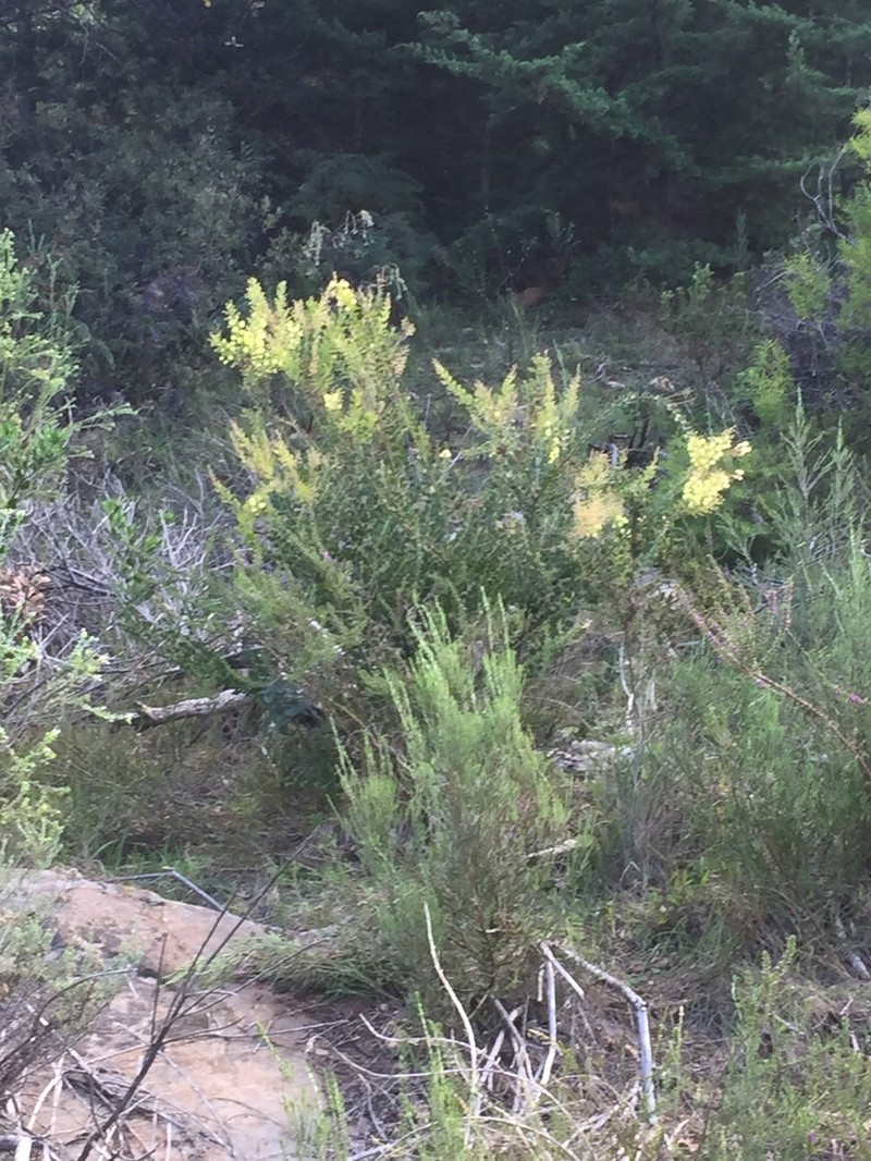 Acacia piligera photo 6
