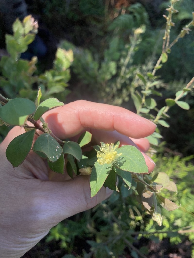 Acacia piligera photo 7