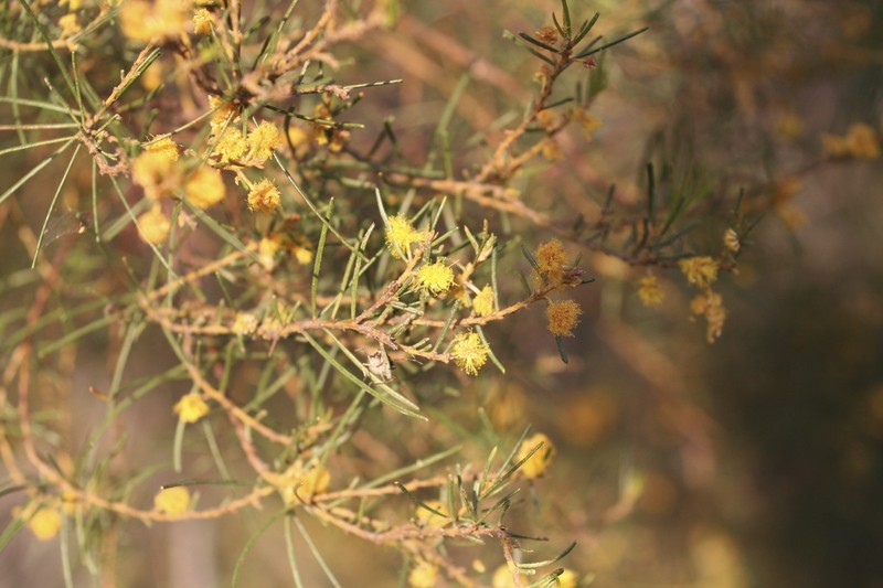 Acacia pilligaensis