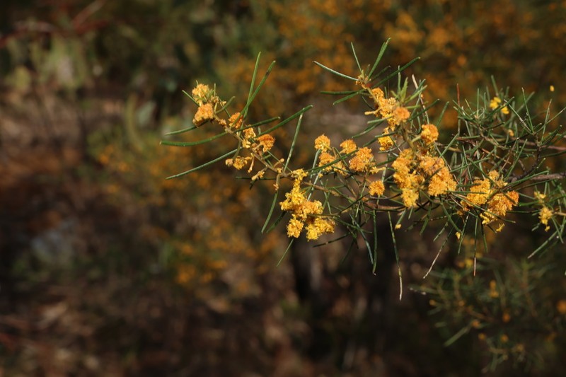 Acacia pilligaensis photo 2