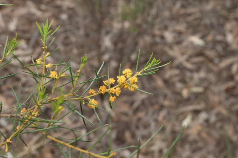 Acacia pilligaensis photo 3