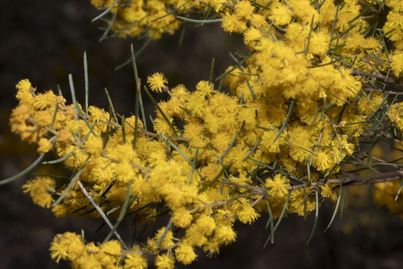 Acacia pilligaensis photo 4