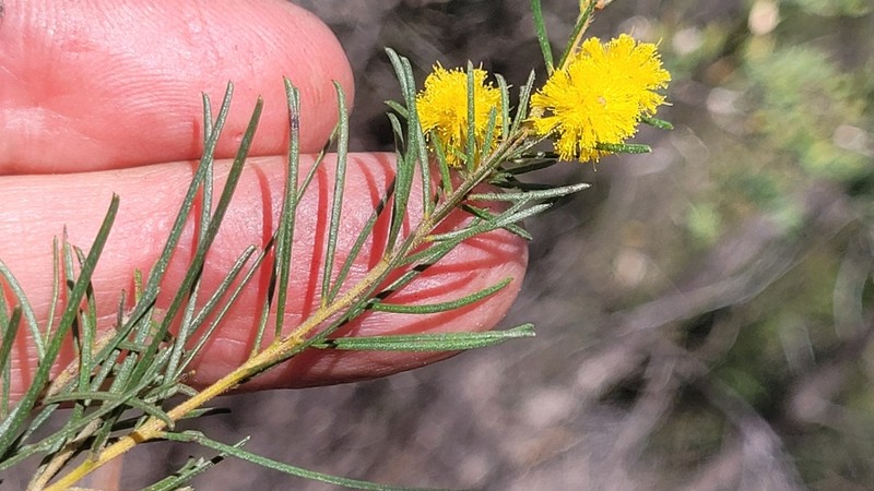 Acacia pilligaensis photo 5