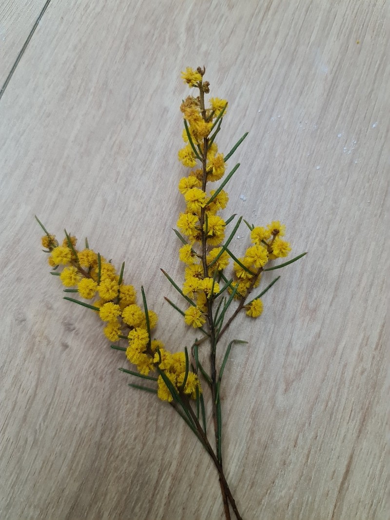 Acacia pilligaensis photo 6