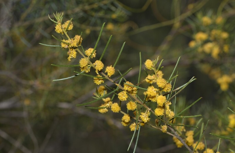 Acacia pilligaensis photo 7