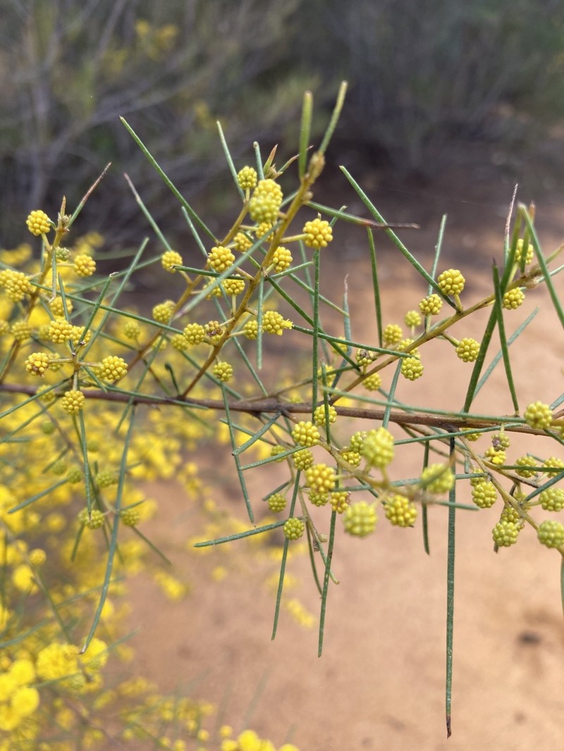 Acacia pilligaensis photo 8