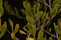 Acacia pinguiculosa