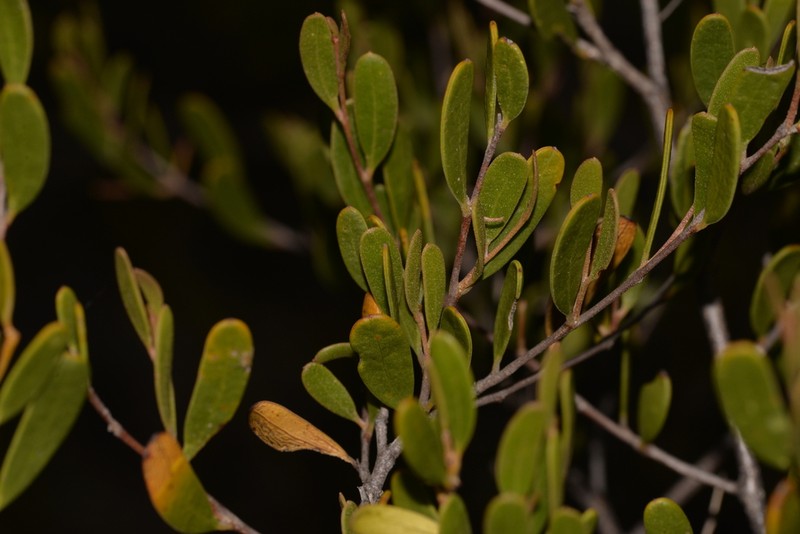 Acacia pinguiculosa