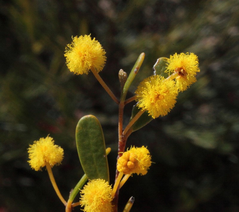Acacia pinguiculosa photo 3