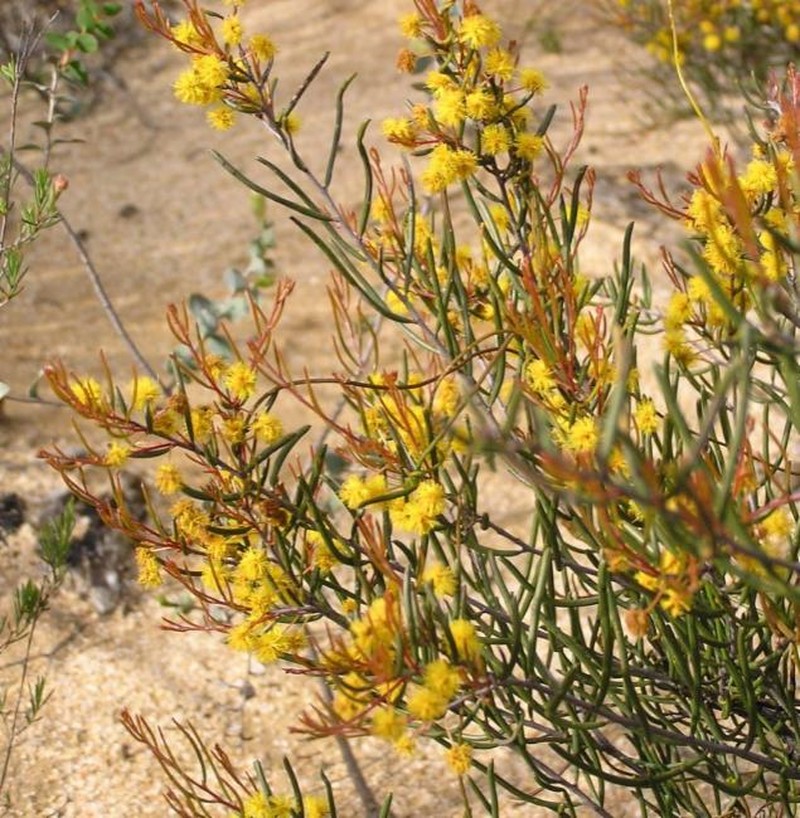 Acacia pinguiculosa photo 5