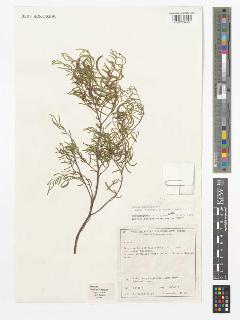 Acacia pinguiculosa photo 2