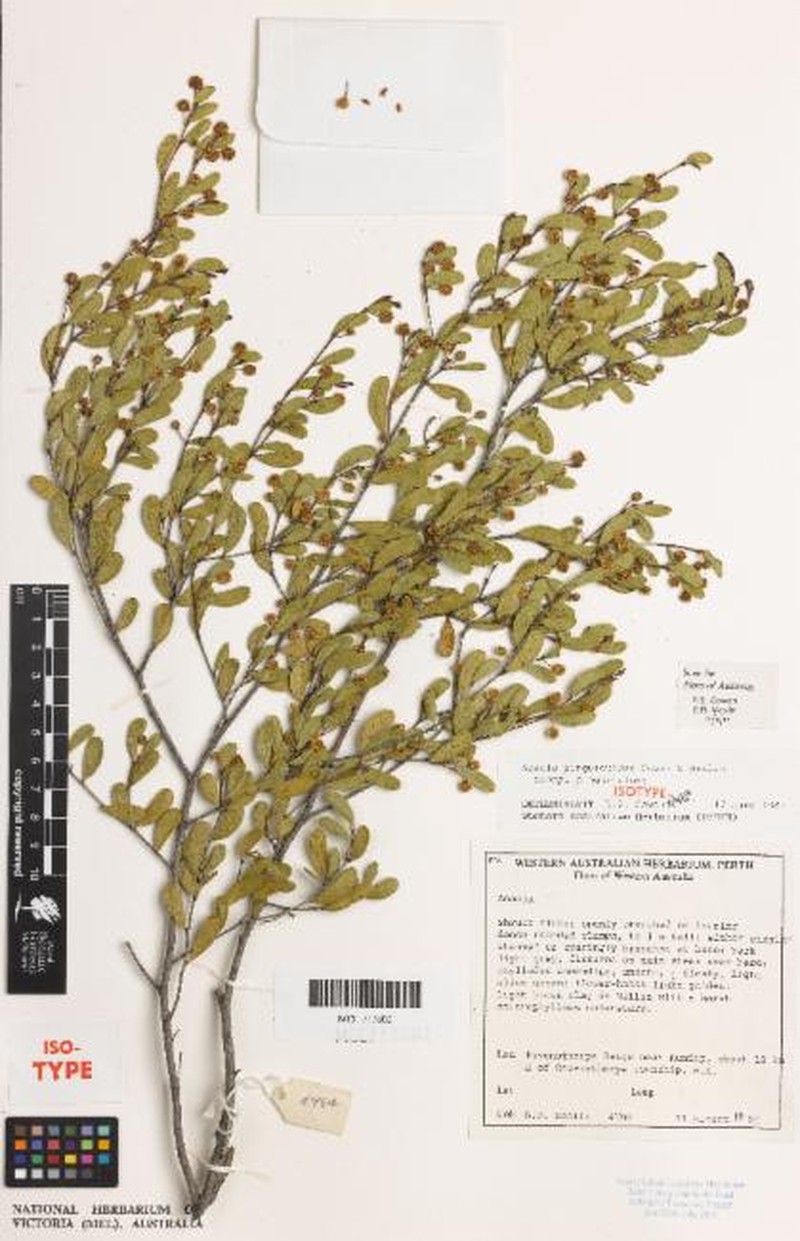 Acacia pinguiculosa subsp. pinguiculosa photo 2
