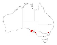 Acacia pinguifolia