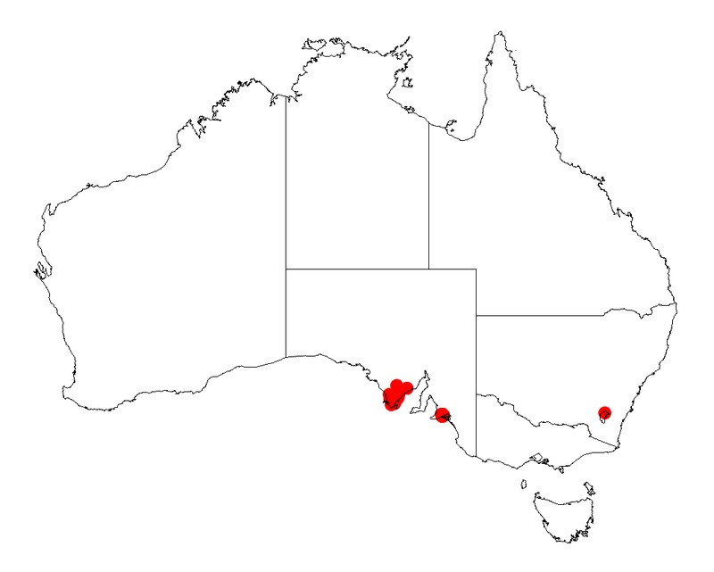 Acacia pinguifolia