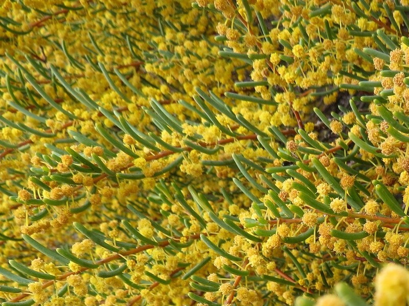 Acacia pinguifolia photo 2