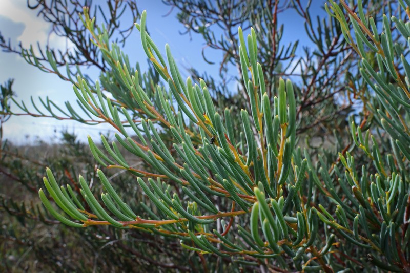 Acacia pinguifolia photo 3
